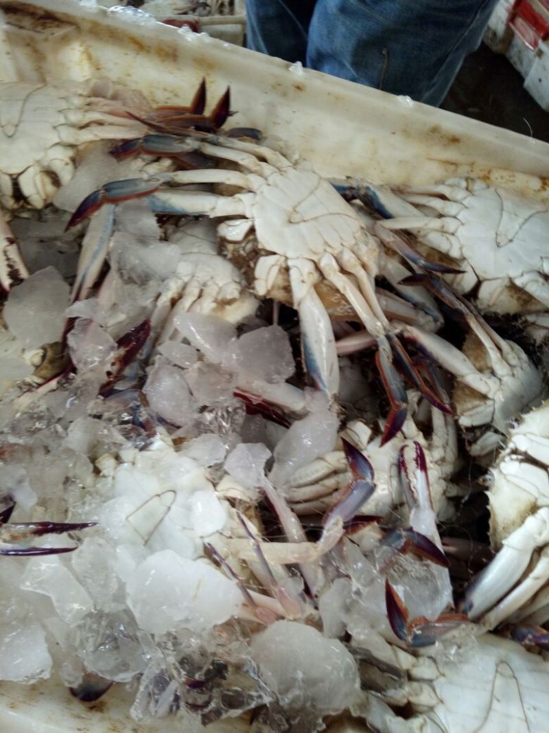 梭子蟹食用