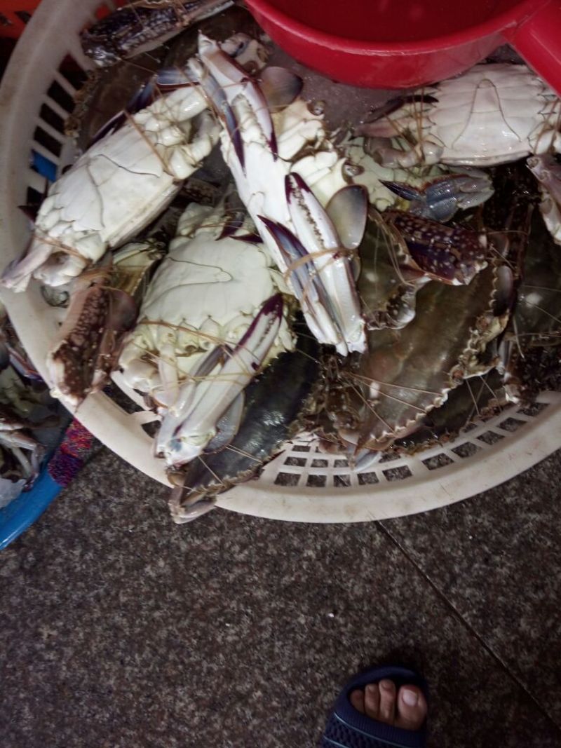 梭子蟹食用