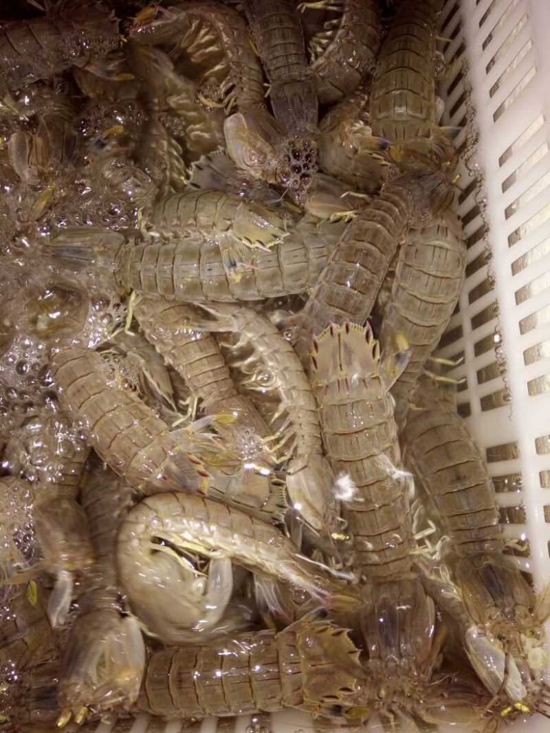 梭子蟹食用