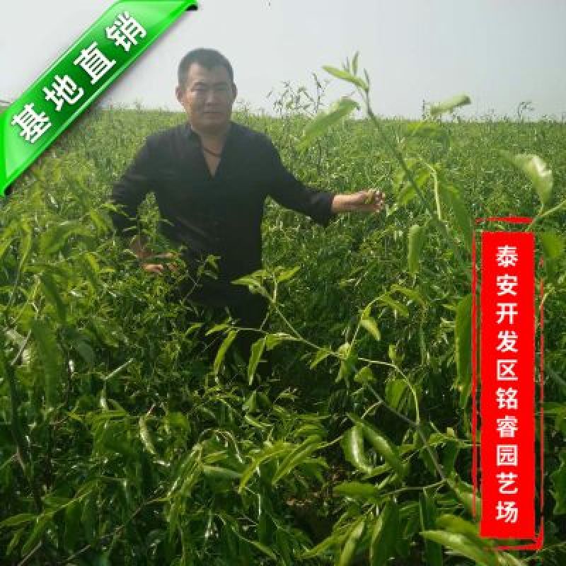 枣树苗80~110cm