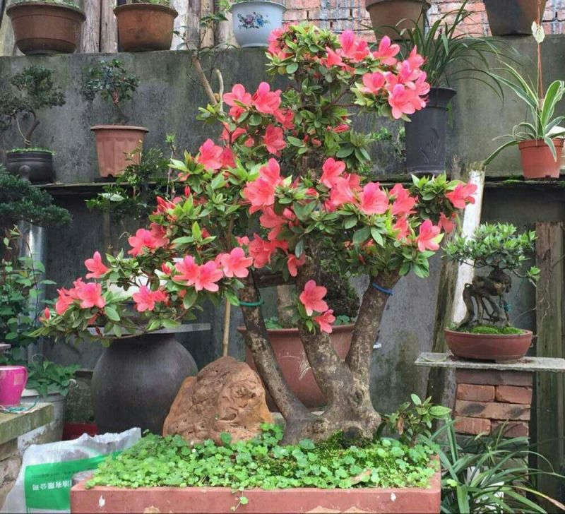 春鹃杜鹃、映山红