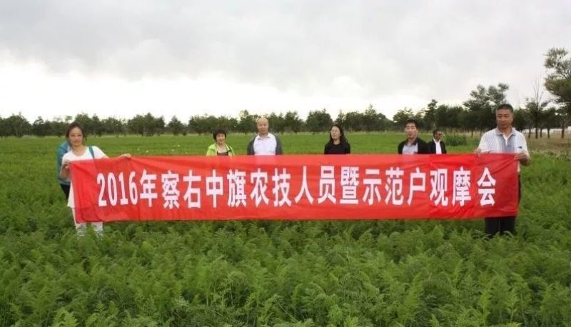胡萝卜3两以上水洗10厘米以上橙