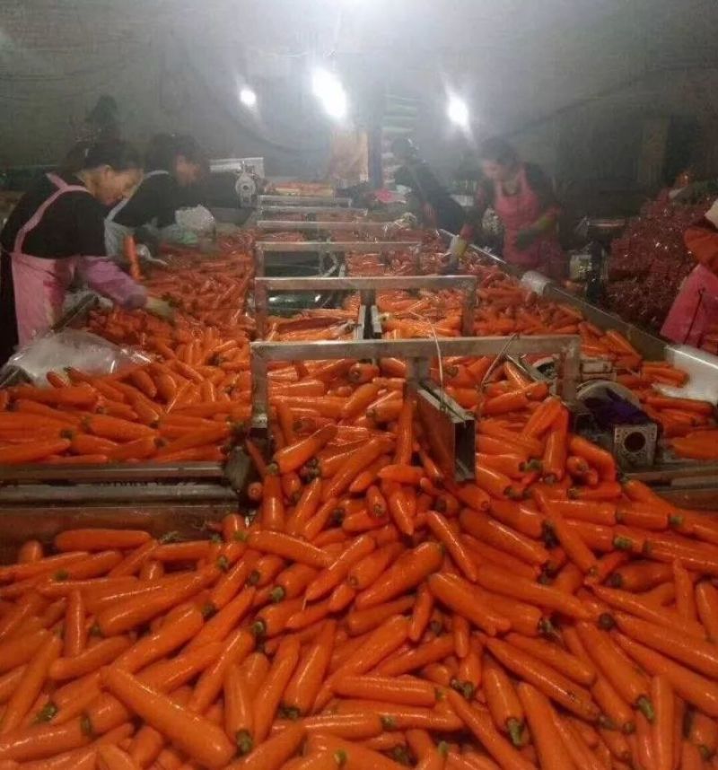 胡萝卜3两以上水洗10厘米以上橙