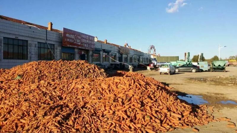胡萝卜3两以上水洗10厘米以上橙