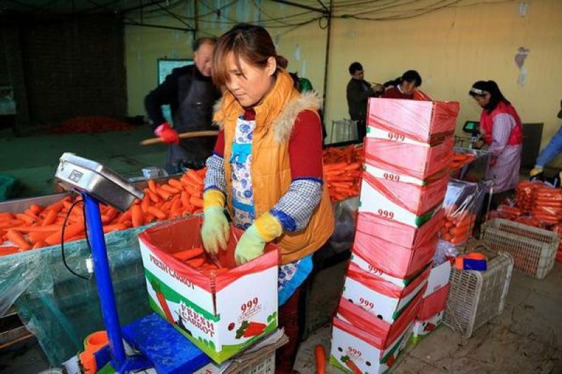 胡萝卜3两以上水洗10厘米以上橙