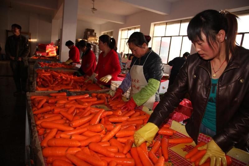 胡萝卜3两以上水洗10厘米以上橙
