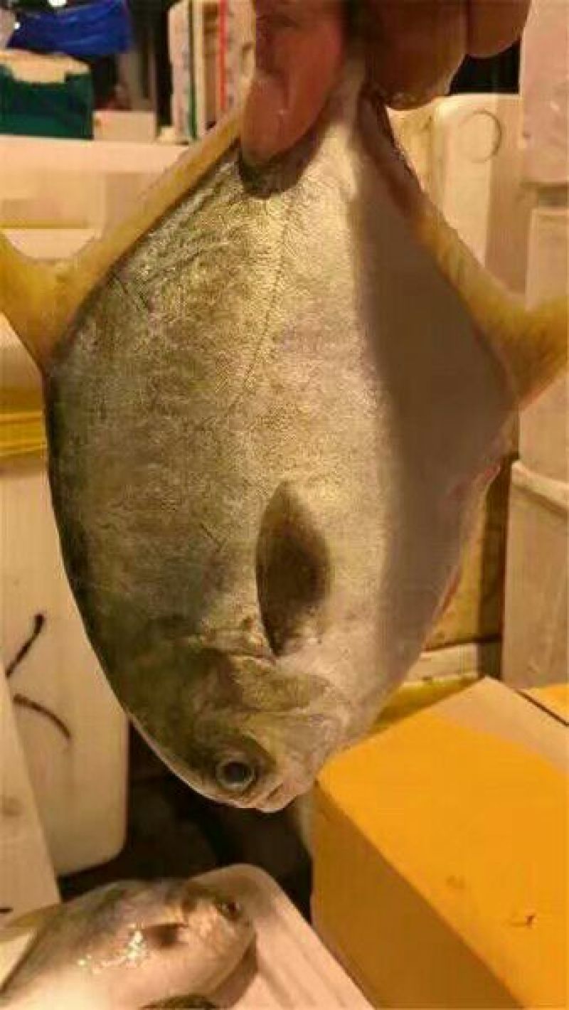 立鱼
