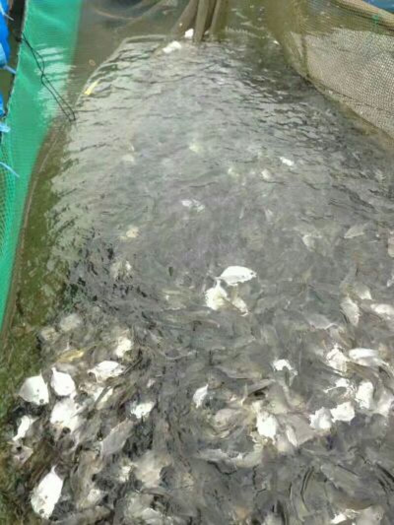 立鱼
