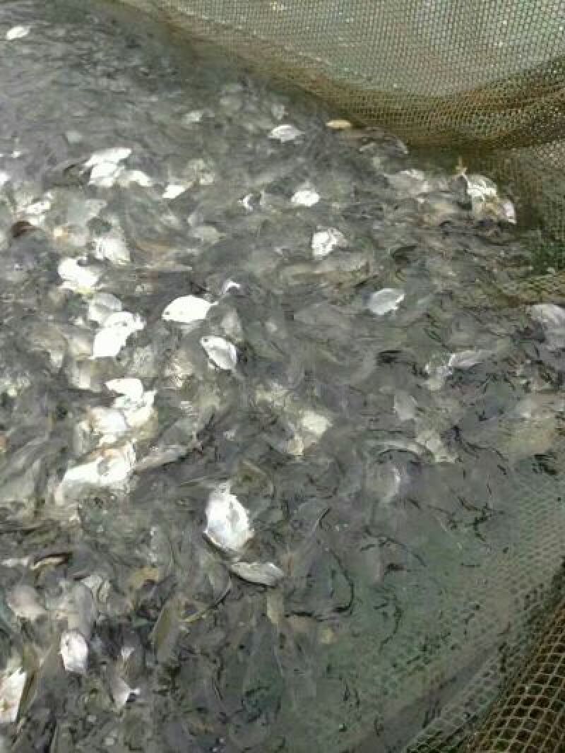 立鱼