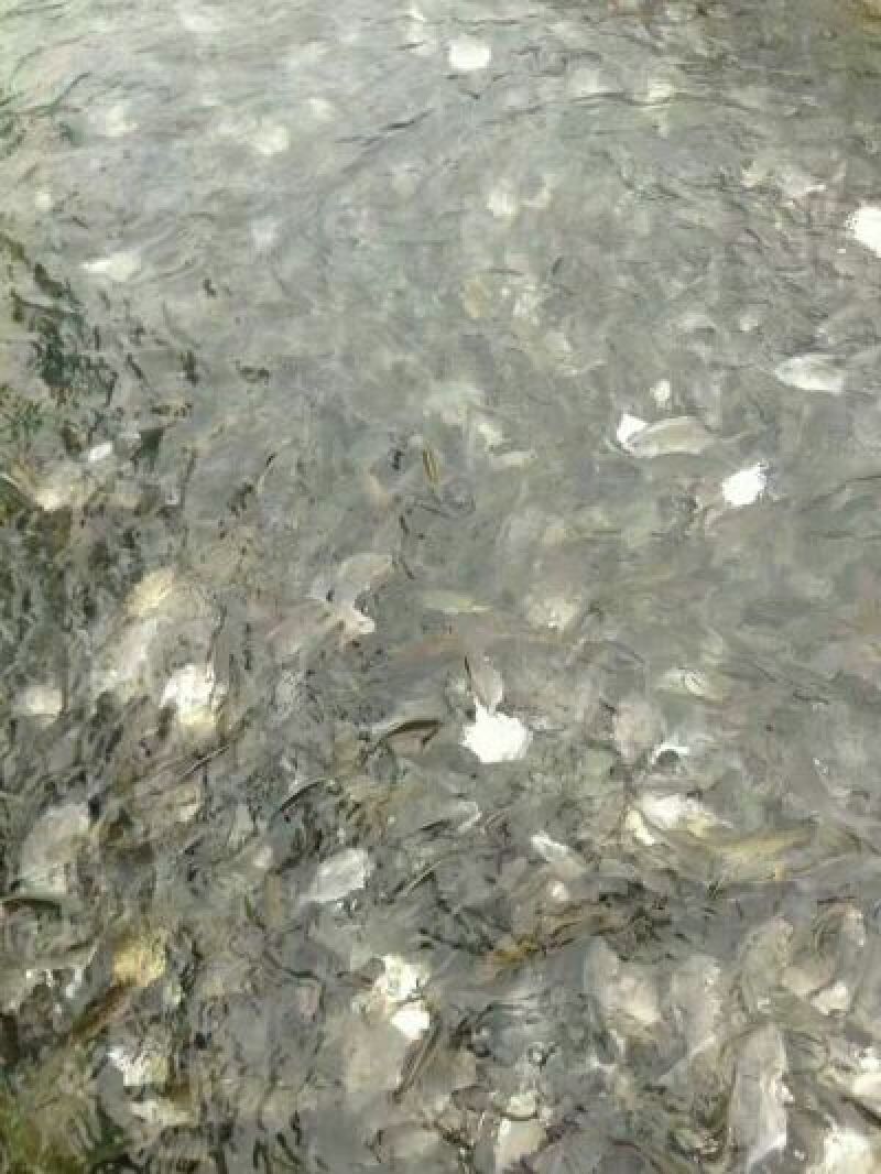 立鱼