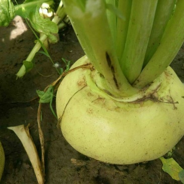 芥菜头苹果芥菜。大量上市，欢迎咨询考察。