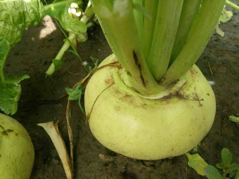 芥菜头苹果芥菜。大量上市，欢迎咨询考察。