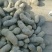 黑金刚土豆无农药无污染有机食品