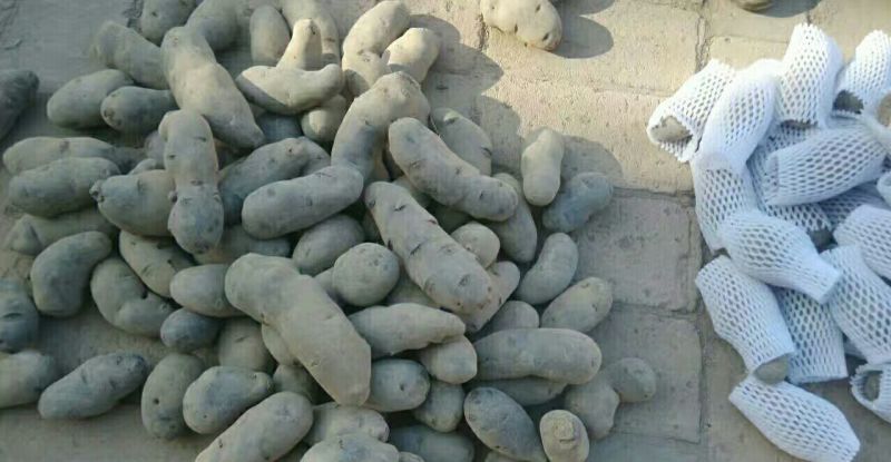 黑金刚土豆无农药无污染有机食品