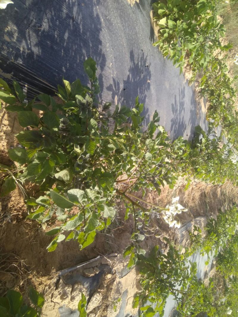 黑金刚土豆无农药无污染有机食品