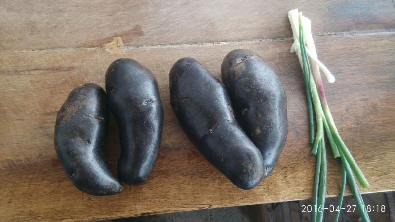 黑金刚土豆无农药无污染有机食品