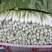 上海青小白菜10~15cm