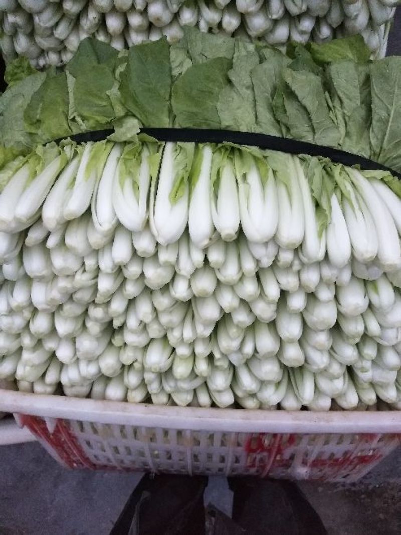 上海青小白菜10~15cm