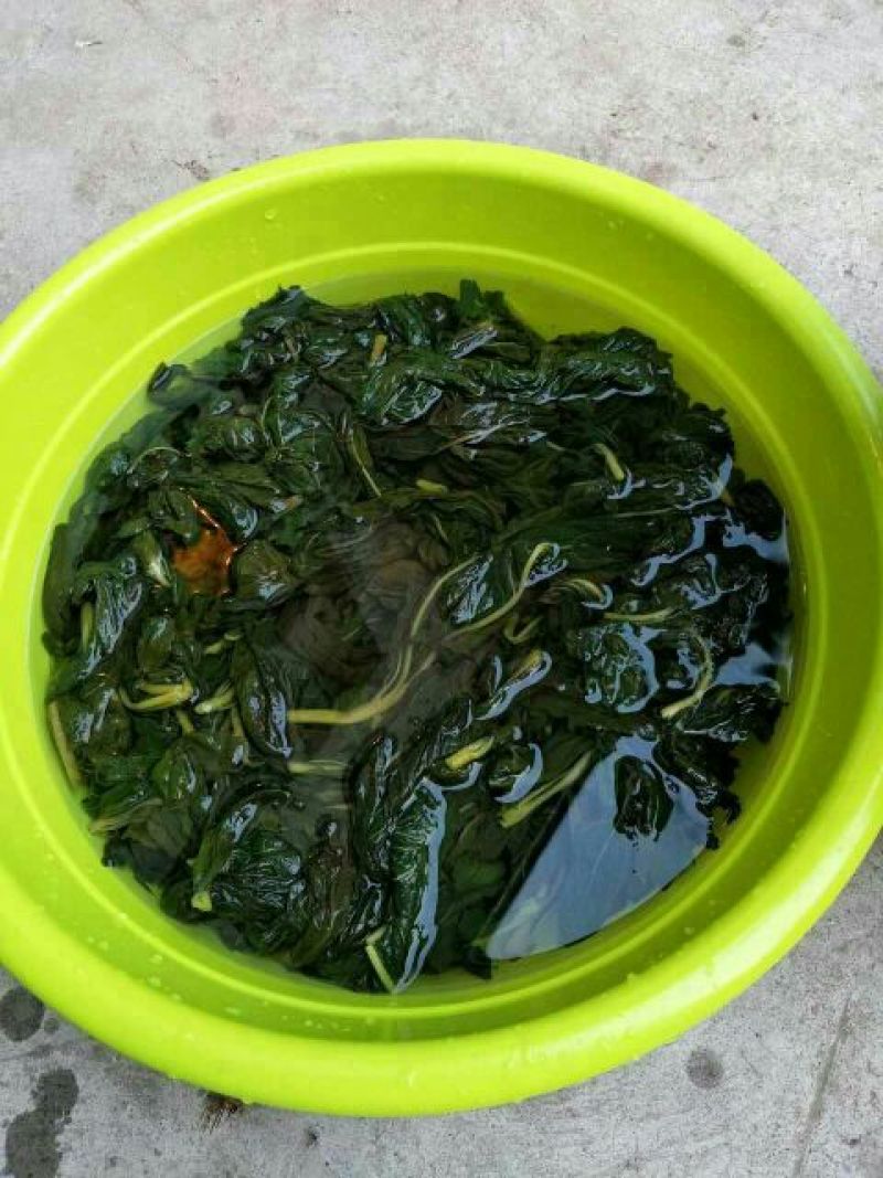 芝麻叶混合叶