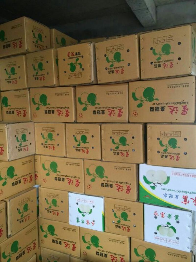 晚秋黄梨梨，膜袋梨，纸包梨。