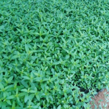 千屈菜盆花10~20cm