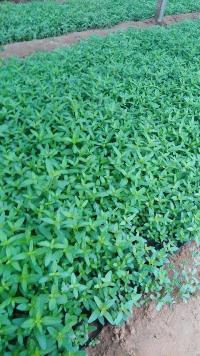 千屈菜盆花10~20cm