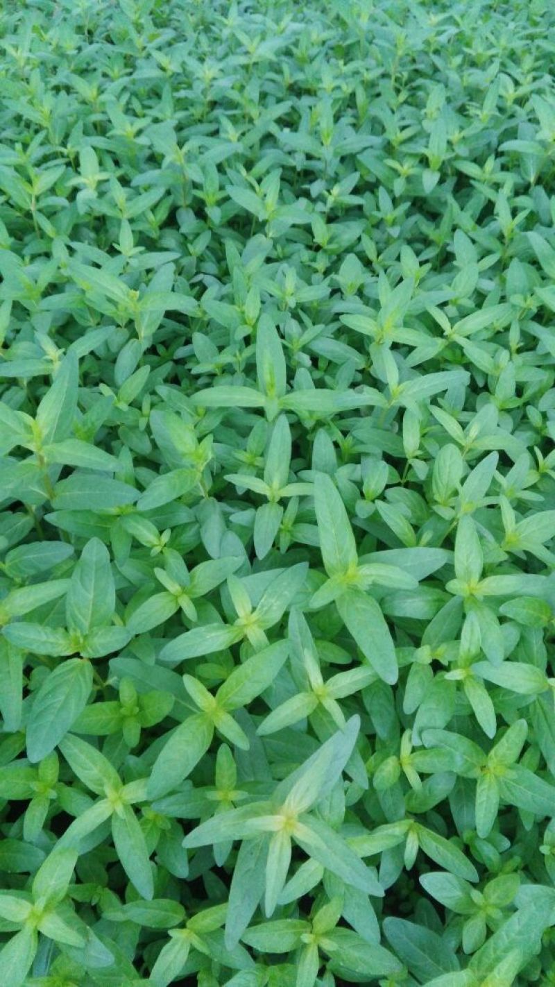 千屈菜盆花10~20cm