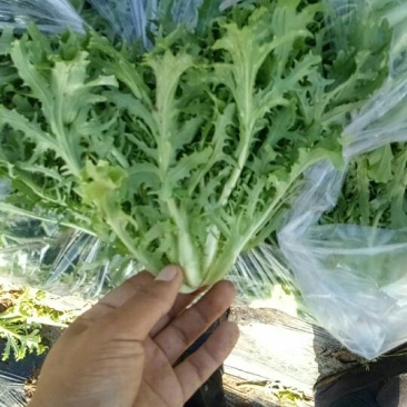 苦苣菜10~12厘米