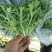 苦苣菜10~12厘米