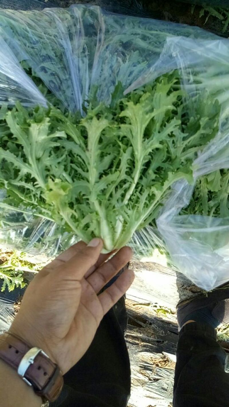 苦苣菜10~12厘米