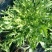 苦苣菜10~12厘米