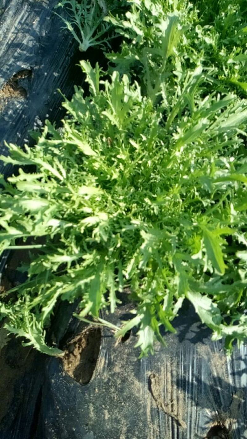 苦苣菜10~12厘米