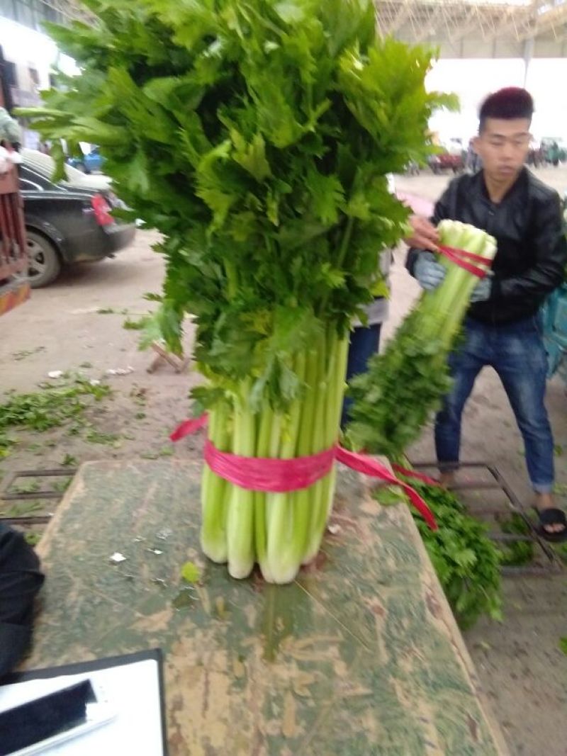 西芹45cm以上