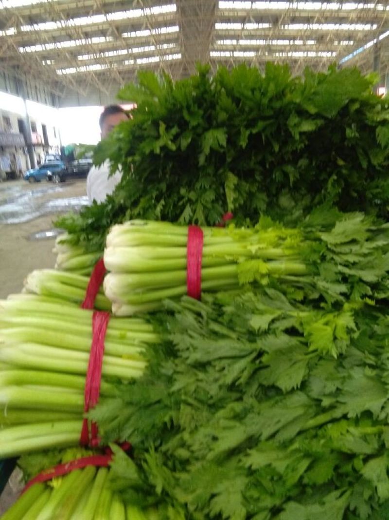 西芹45cm以上