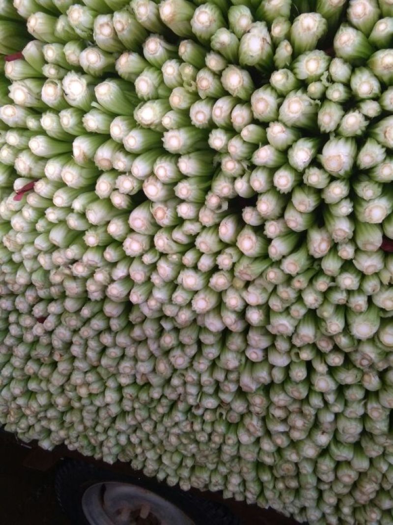 西芹45cm以上