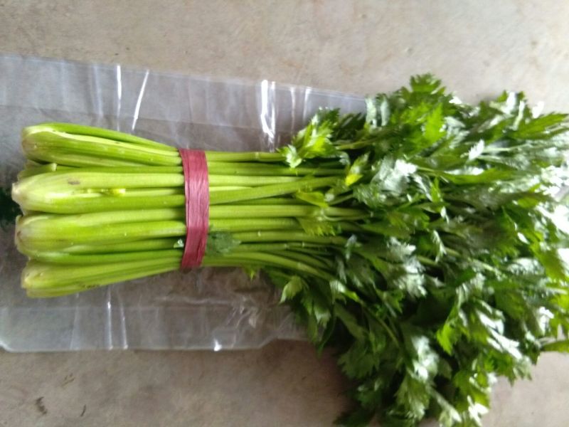 西芹45cm以上