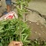 无刺花椒苗青花椒苗山东花椒苗品种大红袍花椒苗产量高