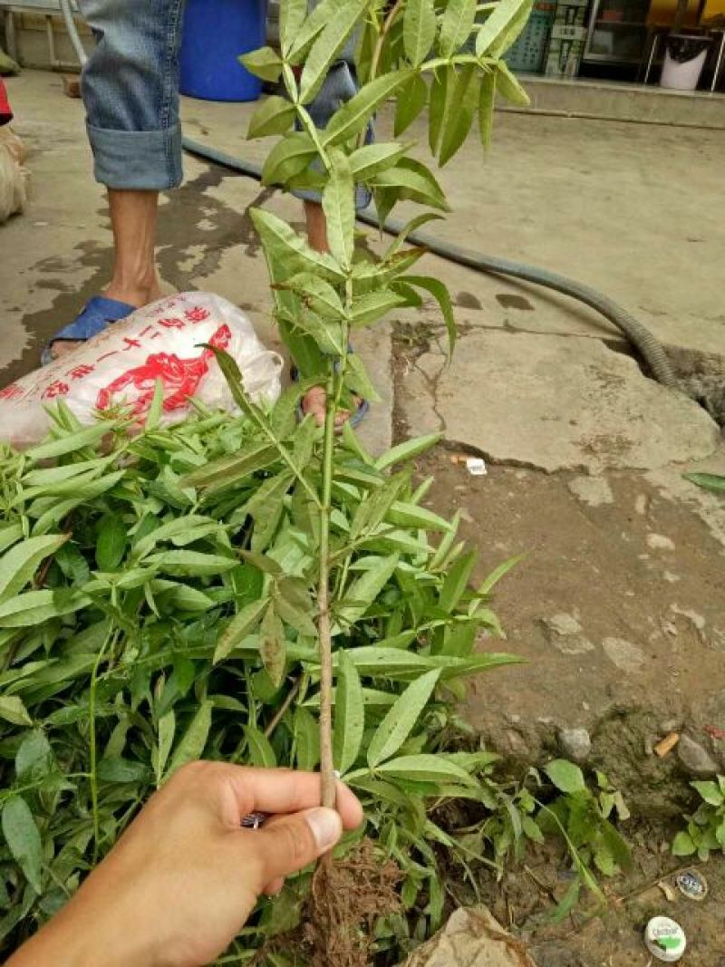 无刺花椒苗青花椒苗山东花椒苗品种大红袍花椒苗产量高