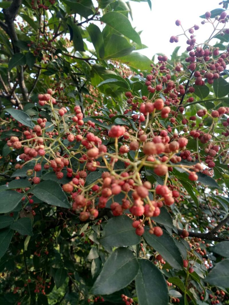 无刺花椒苗青花椒苗山东花椒苗品种大红袍花椒苗产量高