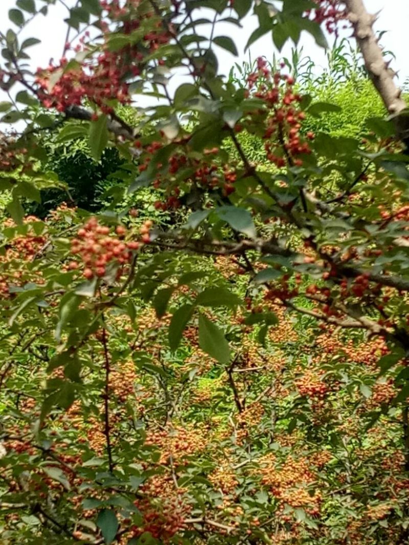 无刺花椒苗青花椒苗山东花椒苗品种大红袍花椒苗产量高