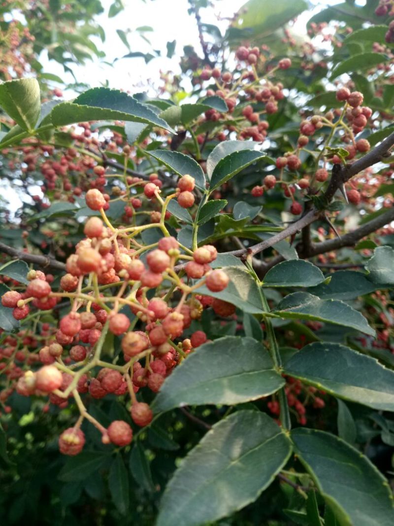 无刺花椒苗青花椒苗山东花椒苗品种大红袍花椒苗产量高