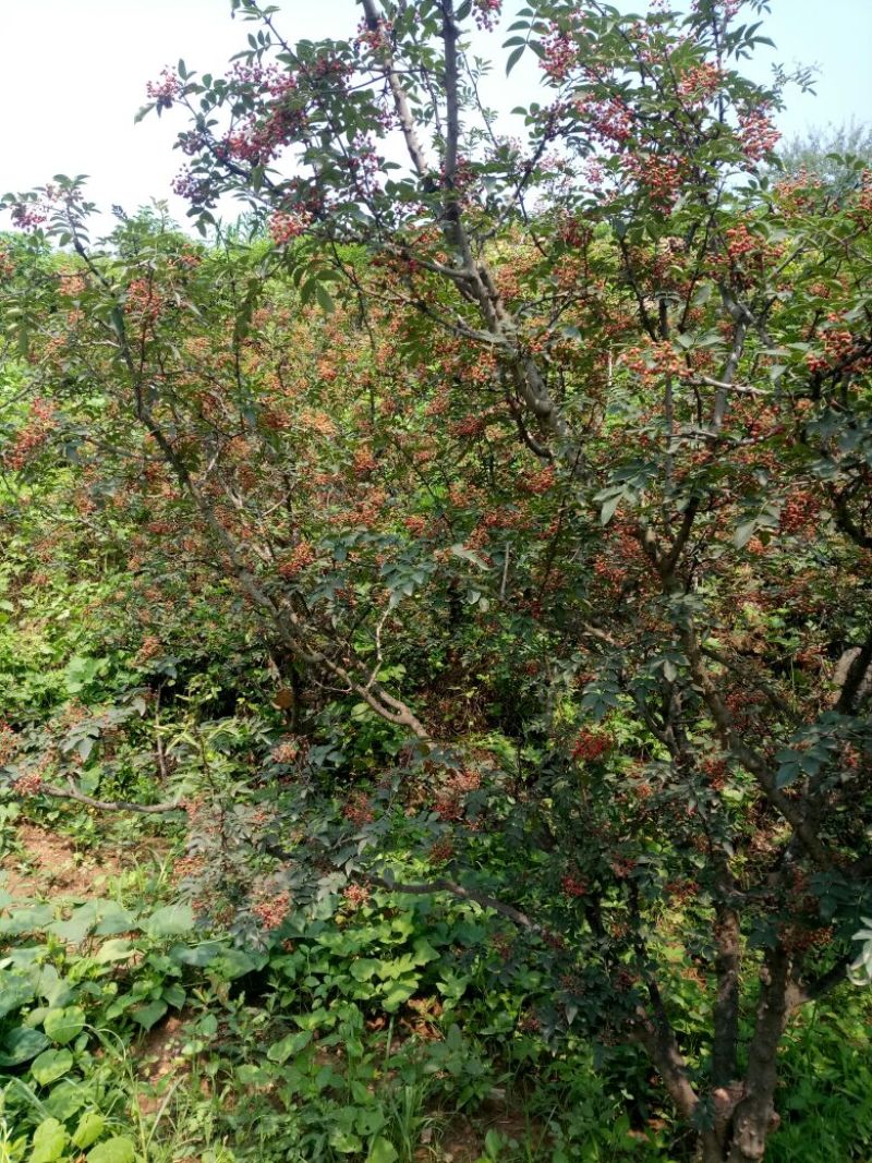 无刺花椒苗青花椒苗山东花椒苗品种大红袍花椒苗产量高