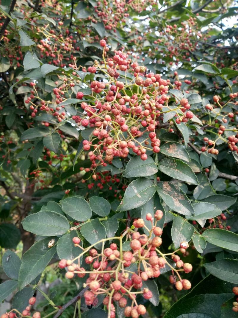 无刺花椒苗青花椒苗山东花椒苗品种大红袍花椒苗产量高