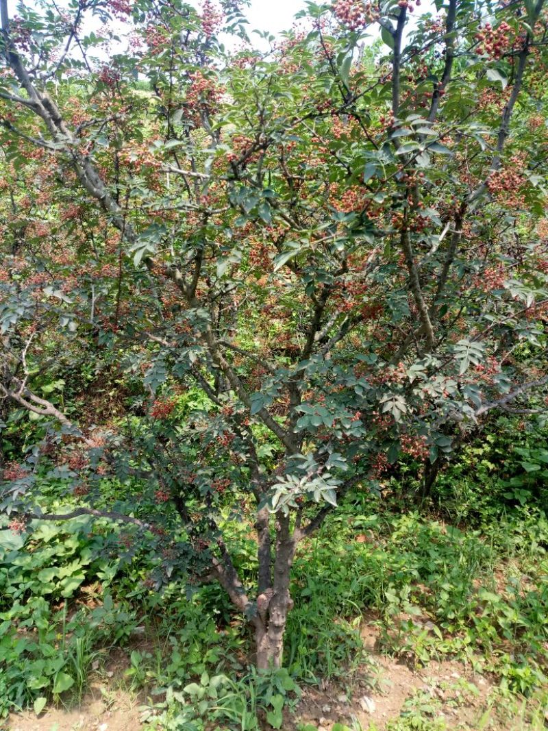 无刺花椒苗青花椒苗山东花椒苗品种大红袍花椒苗产量高