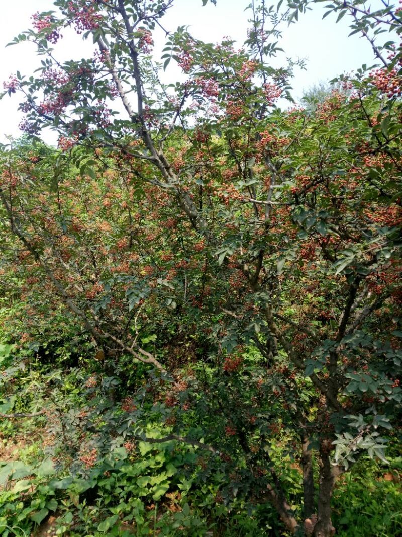 无刺花椒苗青花椒苗山东花椒苗品种大红袍花椒苗产量高