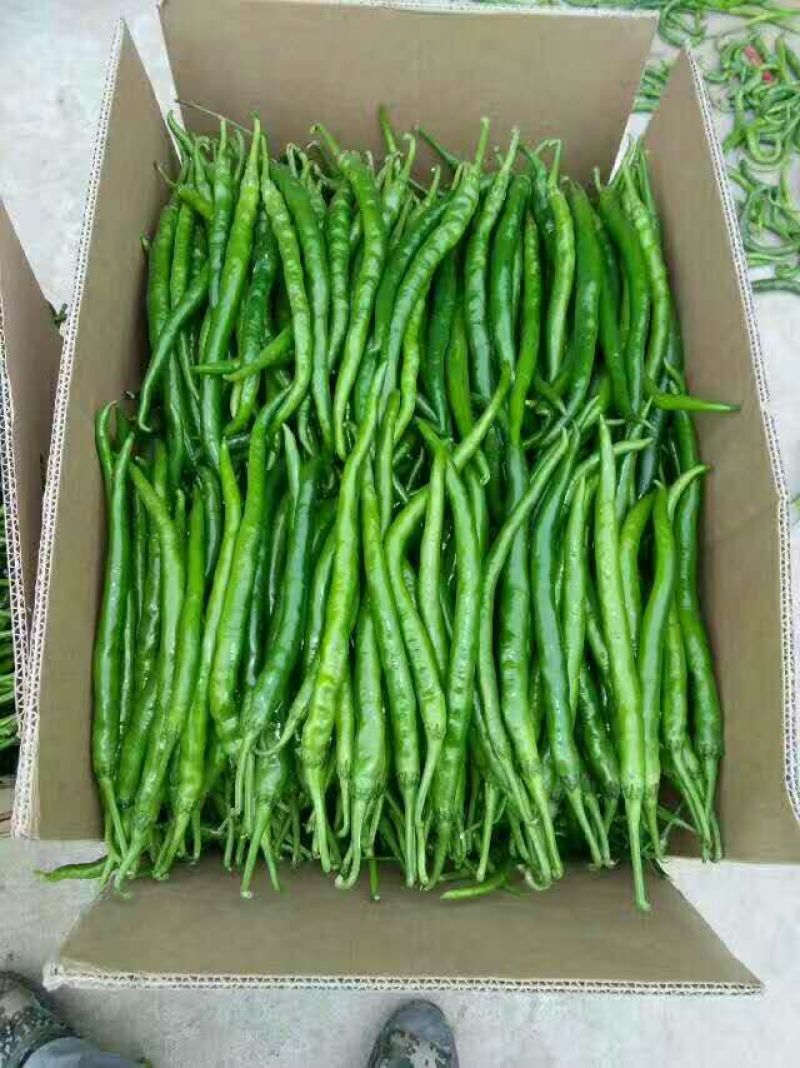 陕西渭南线椒，规格齐全品质保障大量供应，可视频看货
