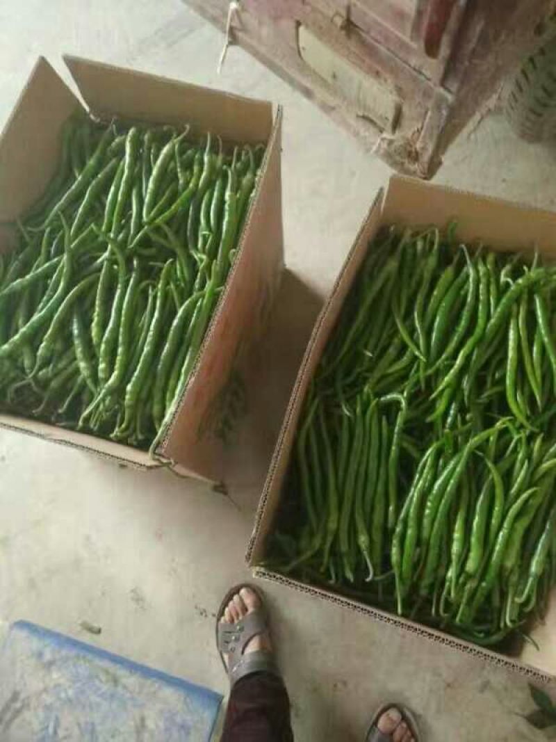 陕西渭南线椒，规格齐全品质保障大量供应，可视频看货