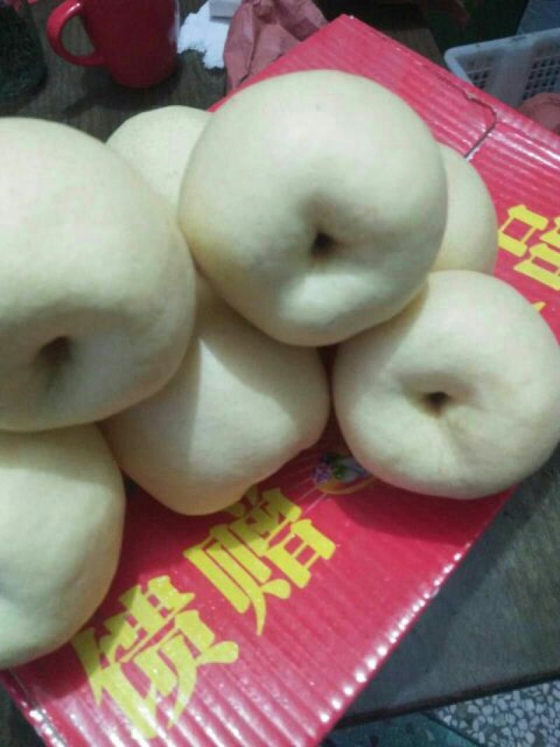 酥梨纸袋酥梨陕西高山酥梨大量上市供应，酥梨产地价