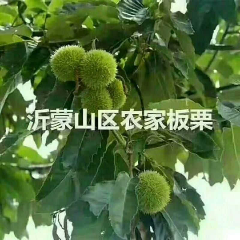 油栗炒栗种中栗