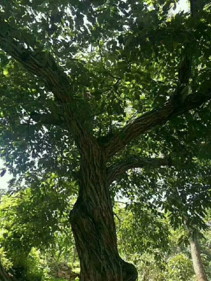 油栗炒栗种中栗